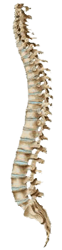 spine.gif